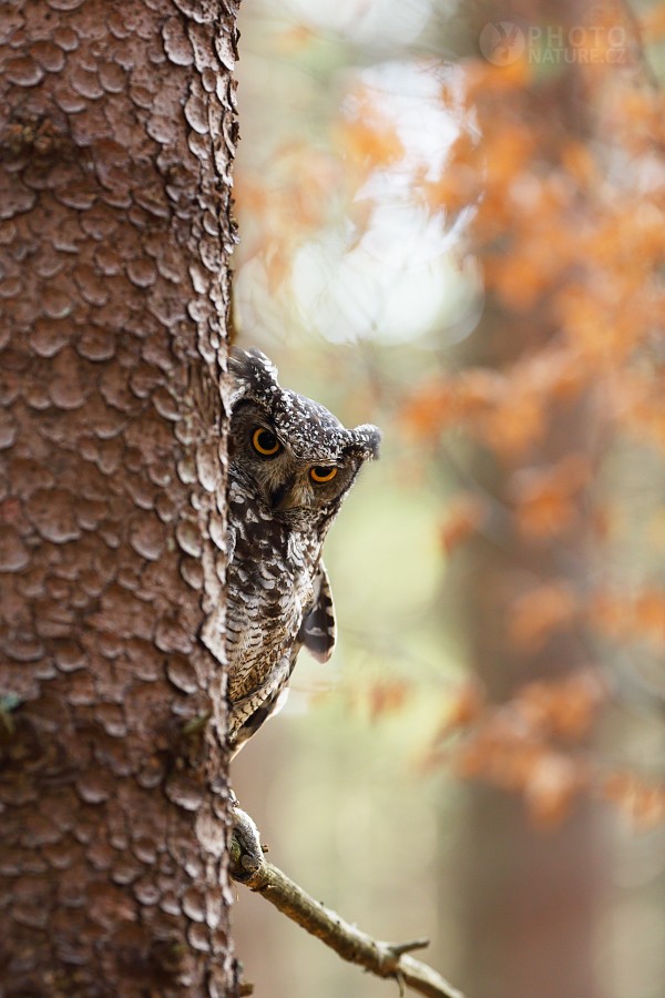 Spotted Eagle-Owl