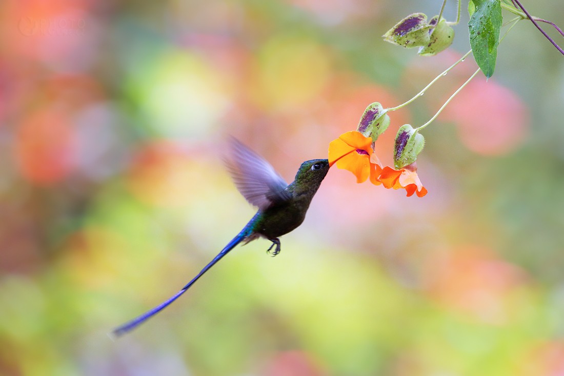 Long-tailed Sylph 