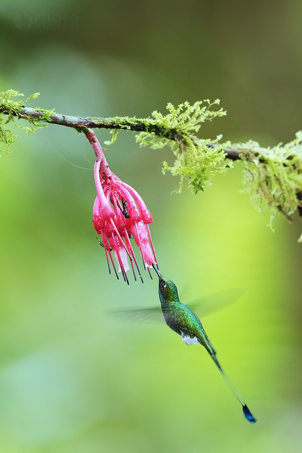 Booted Racket-tail