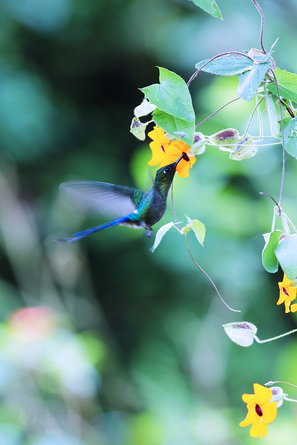 Long-tailed Sylph 