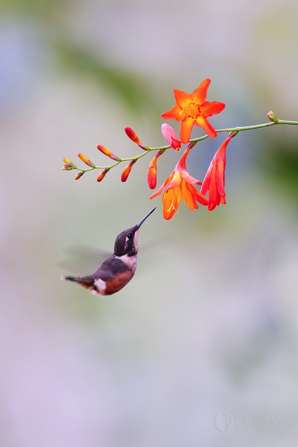 White-bellied Woodstar 