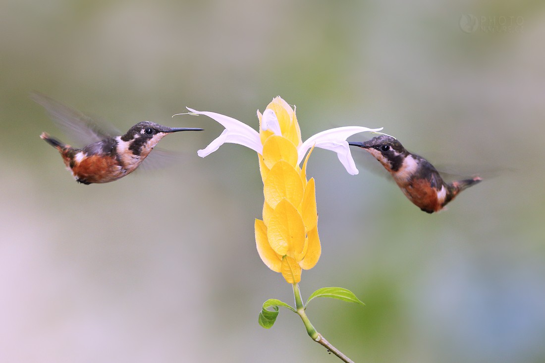 White-bellied Woodstar 