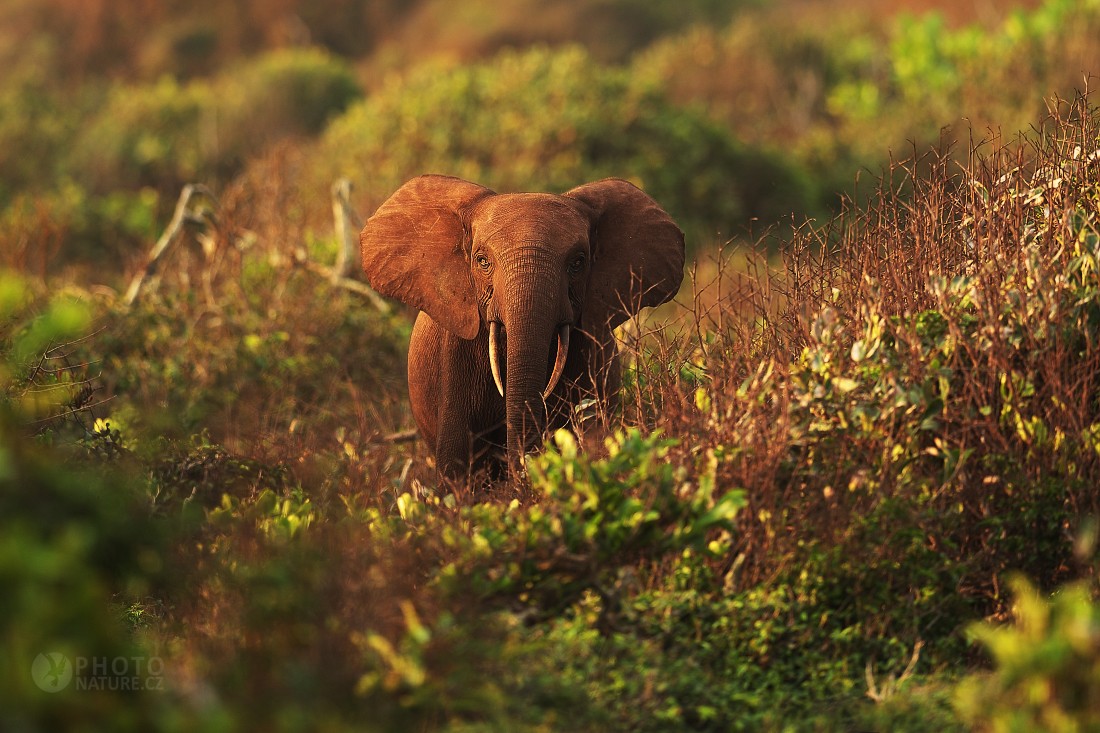 Forest Elephant