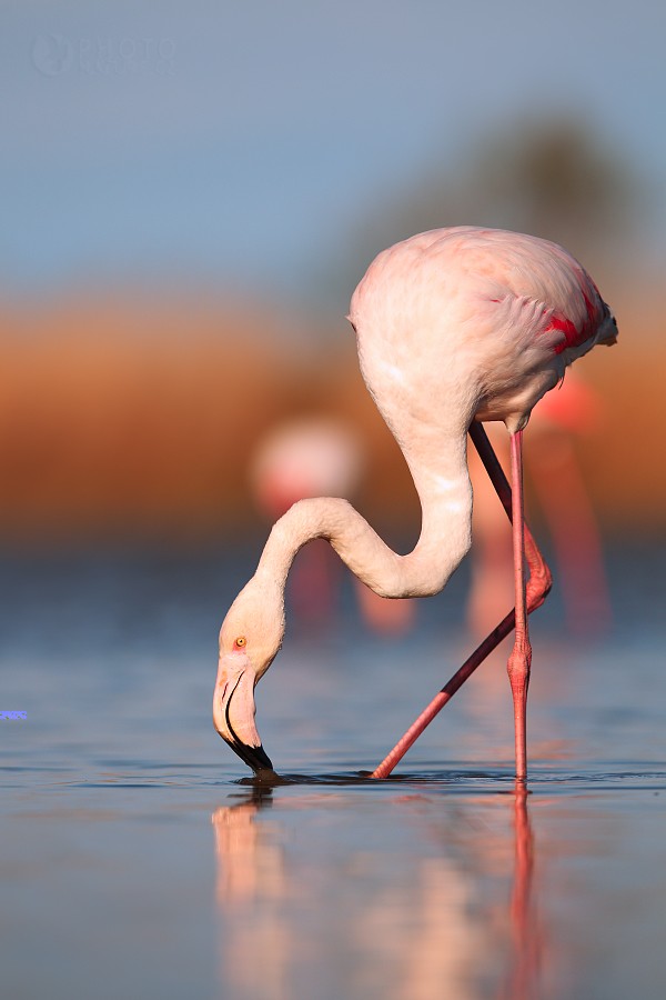 Greater Flamingo