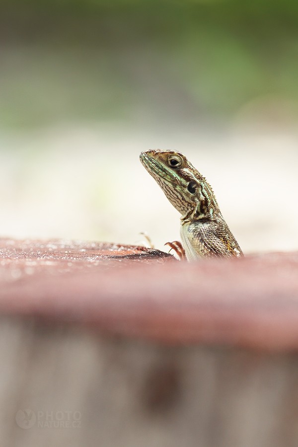 Lizard