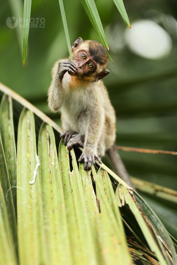 Long-tailed Macaque 