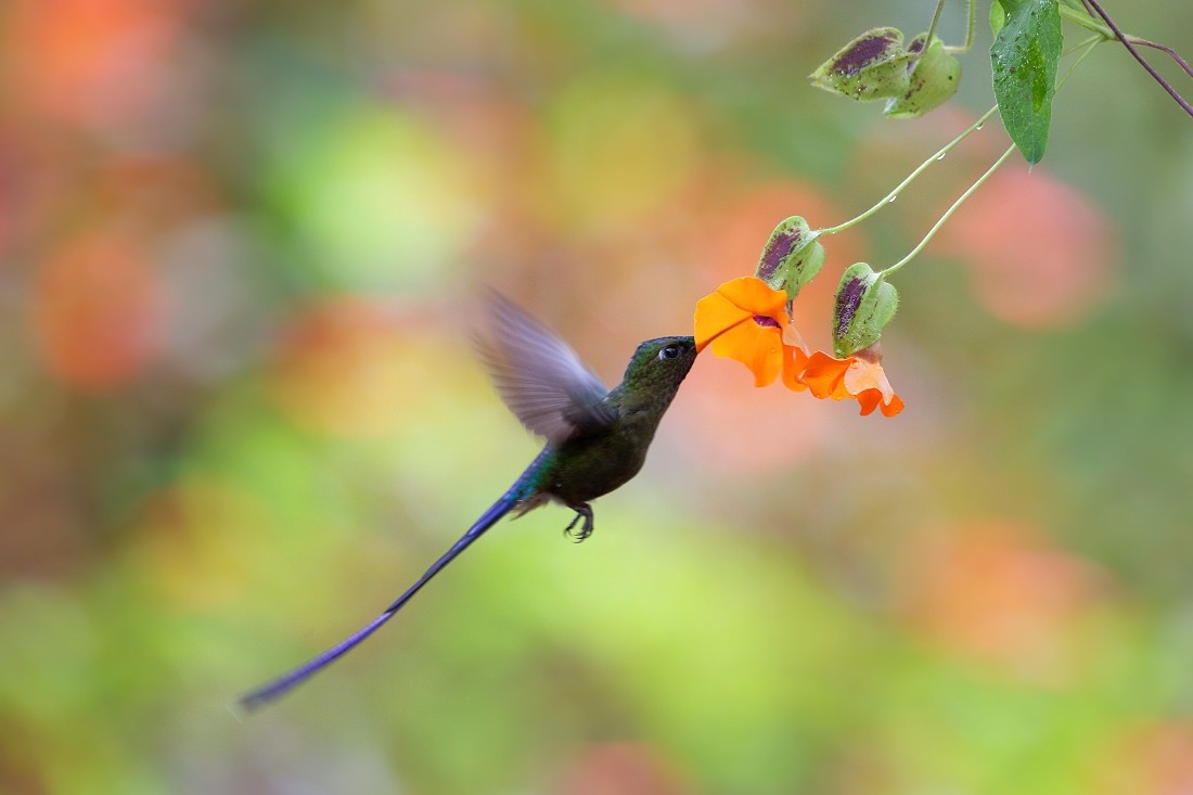 Violet-tailed Sylph