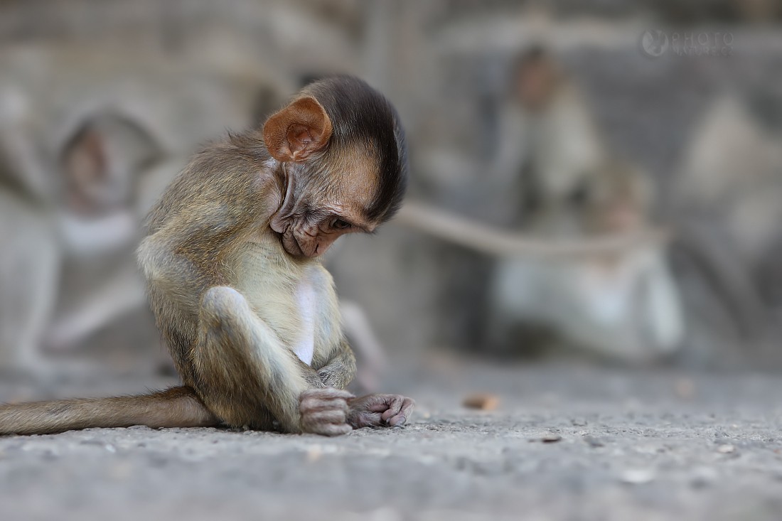 Long-tailed macaque