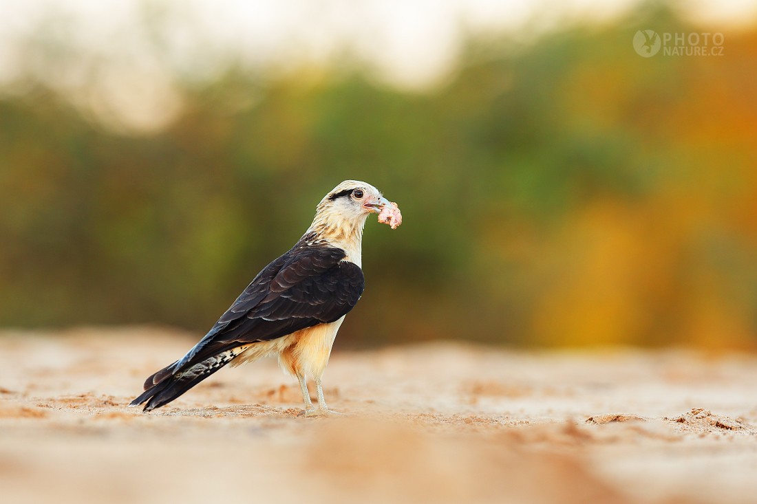 Yellow-headed Caracara