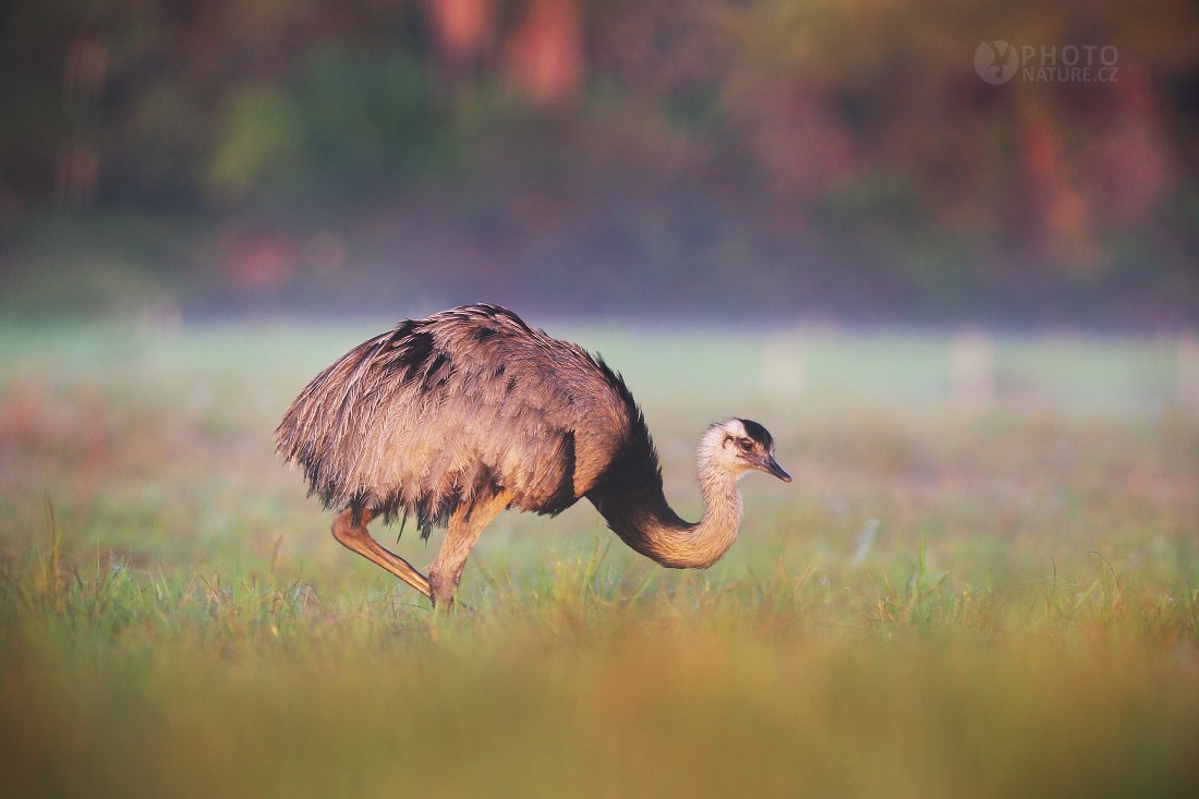 Greater Rhea 