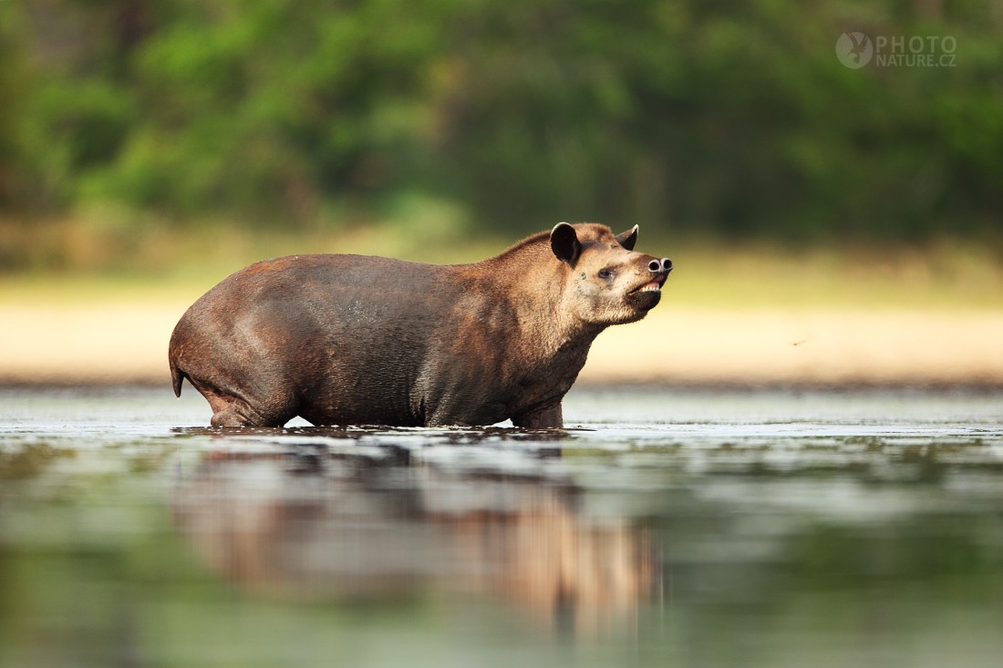 Tapir