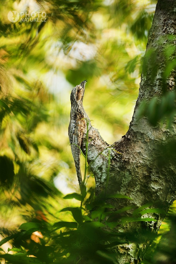 Common Potoo