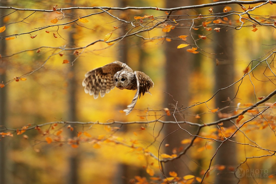 Tawny Owl