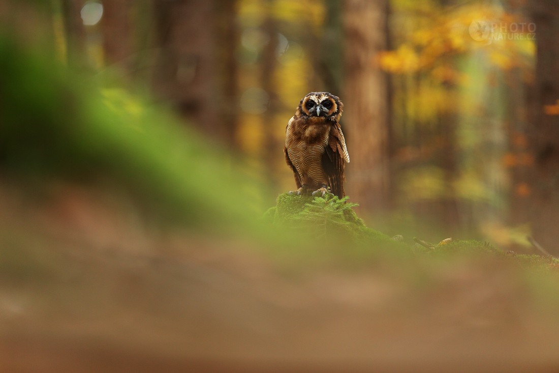 Brown Wood Owl