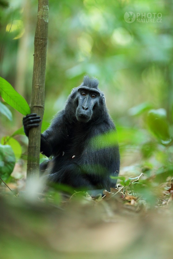 Celebes crested macaque