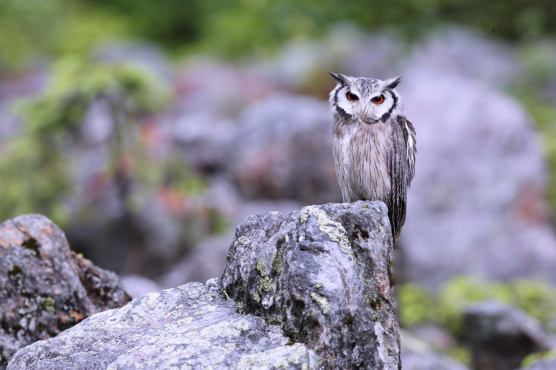 Southern White-faced Scops Owl