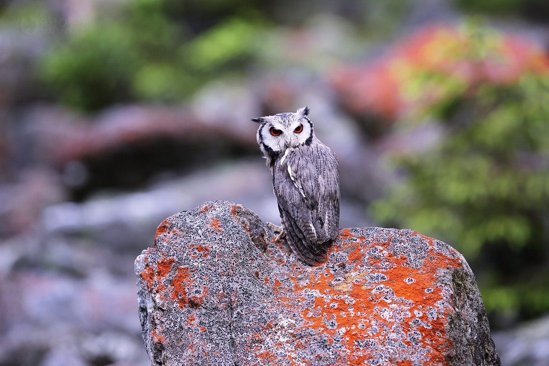 Southern White-faced Scops Owl