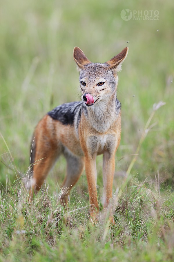 Black-backed jackal