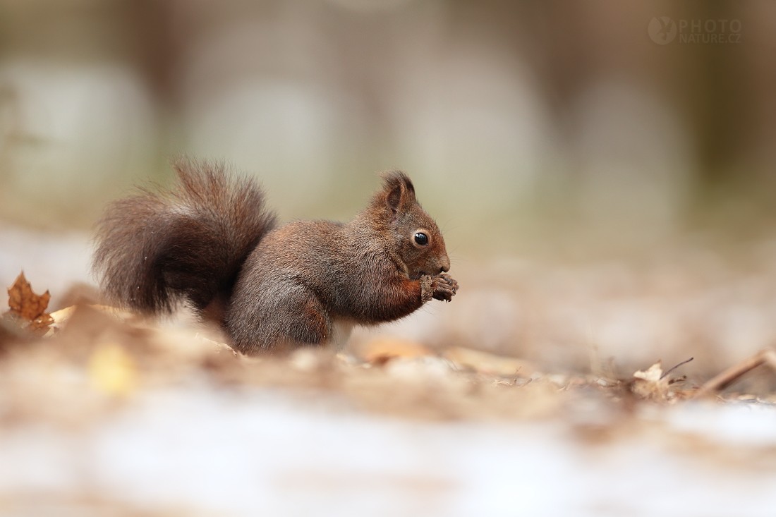 Red Squirell