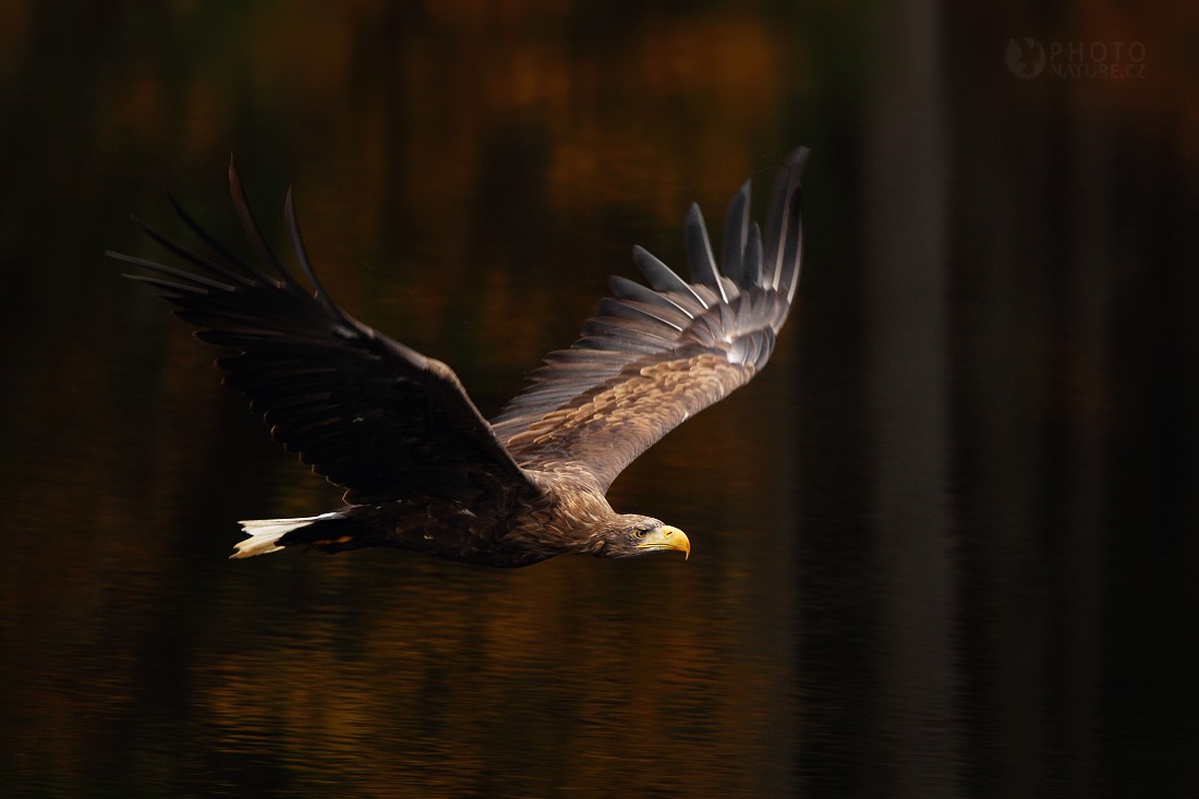 White-tailed Eagle 