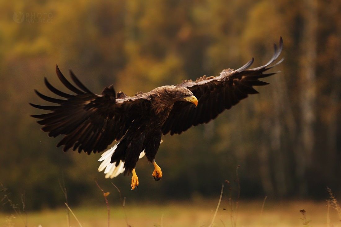 White-tailed Eagle 