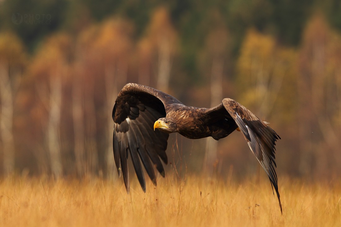 White-tailed Eagle 