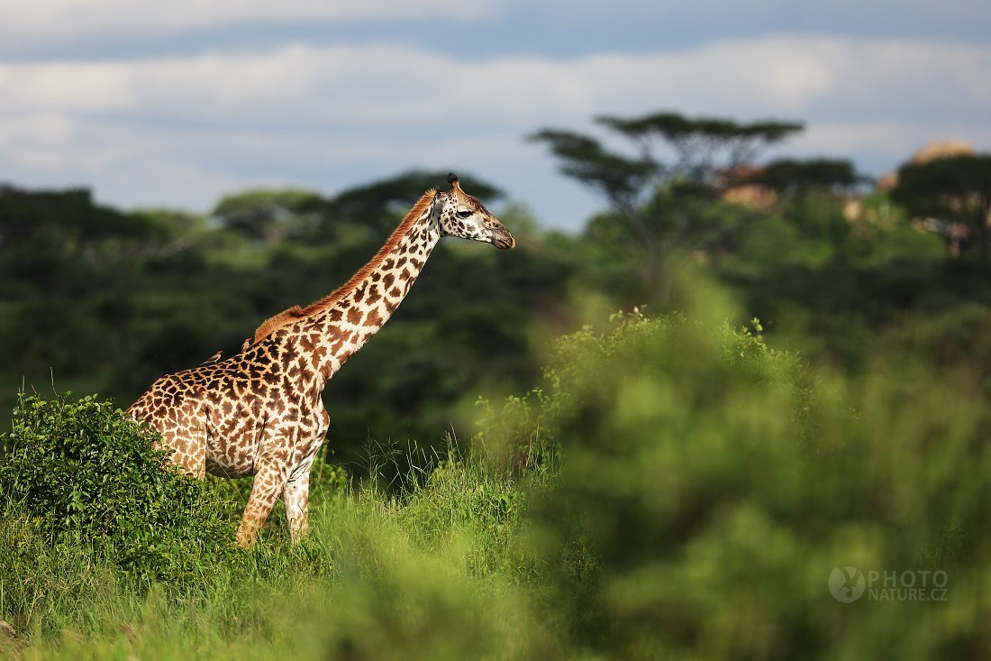 Masai Giraffe