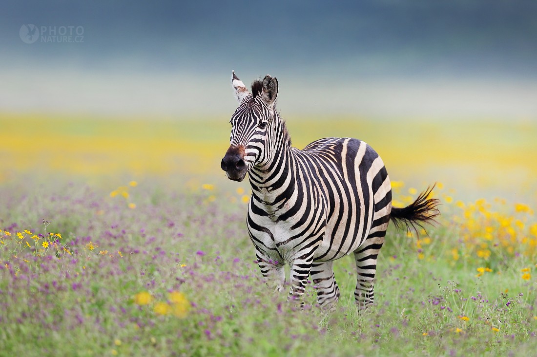 Plains zebra