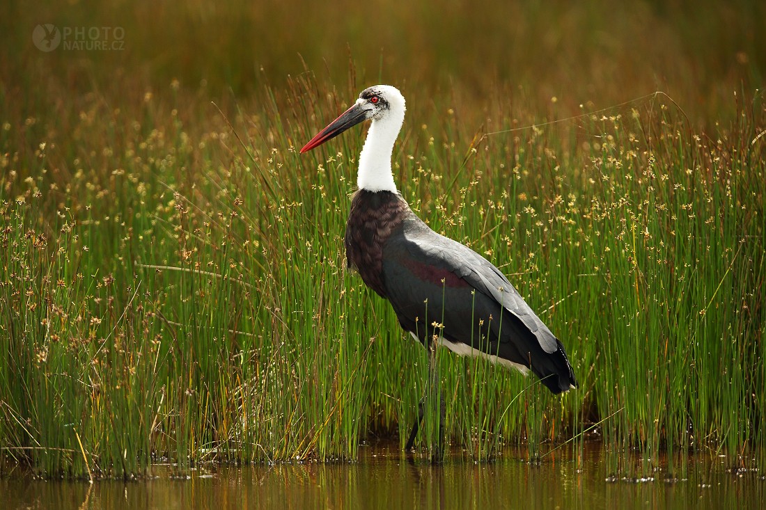 Woolly-necked stork, White-necked stork