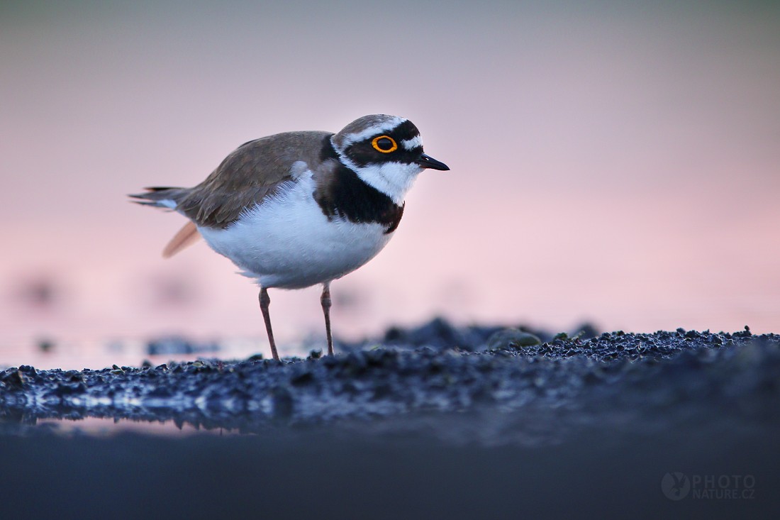 Little Ringed Plover