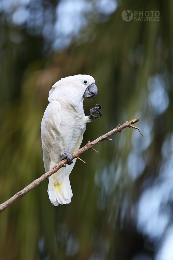 White Cockatoo 