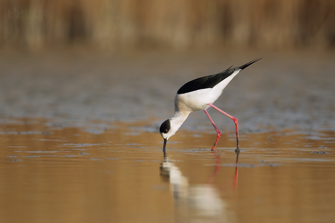 Black-winged Stilt