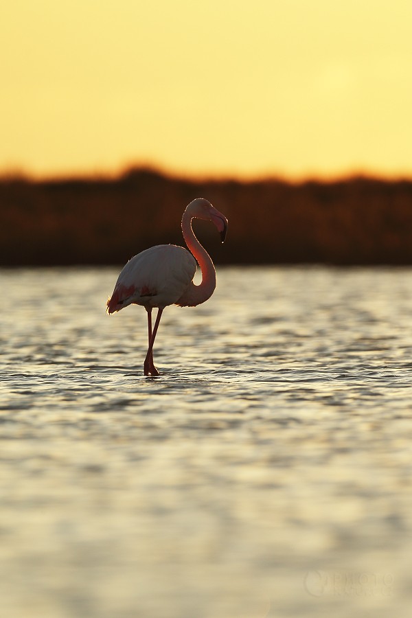 Greater flamingo