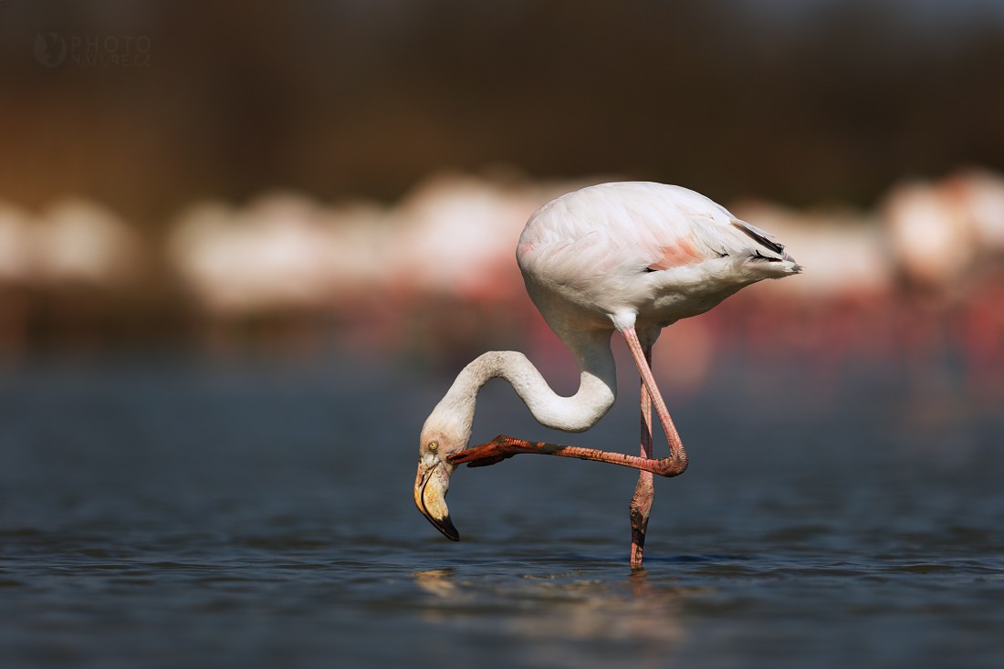 Greater flamingo