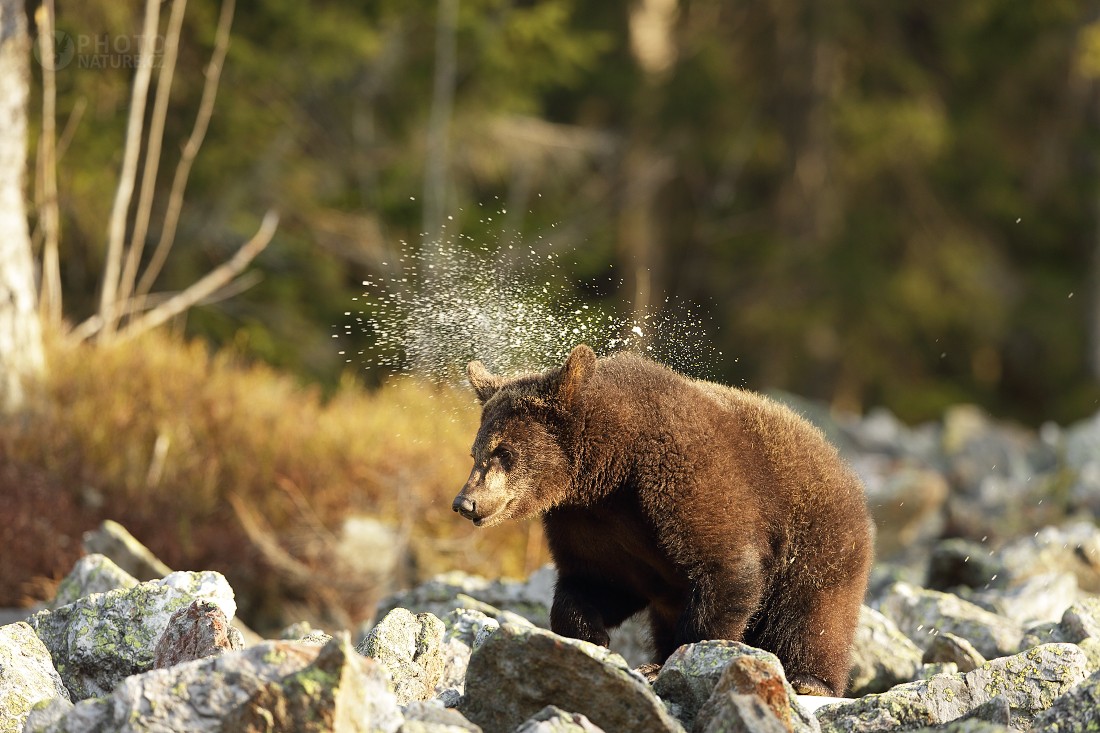 Brown bear