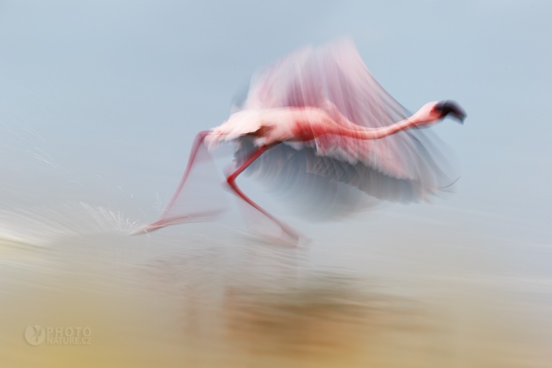 Lesser Flamingo