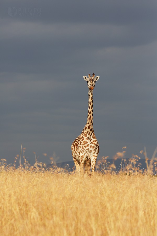 Masai Giraffe 