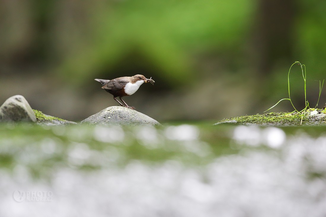 White-throated Dipper