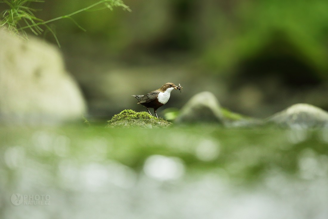 White-throated Dipper