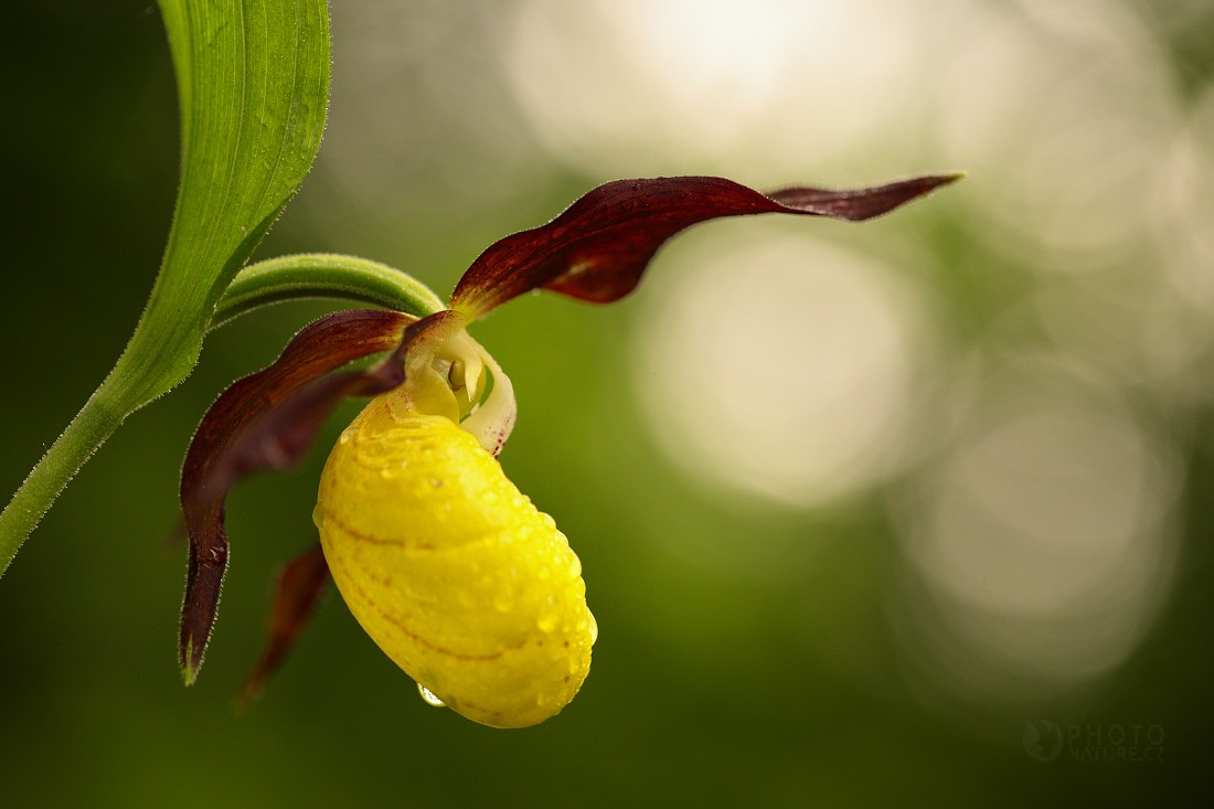 Lady's Slipper Orchid