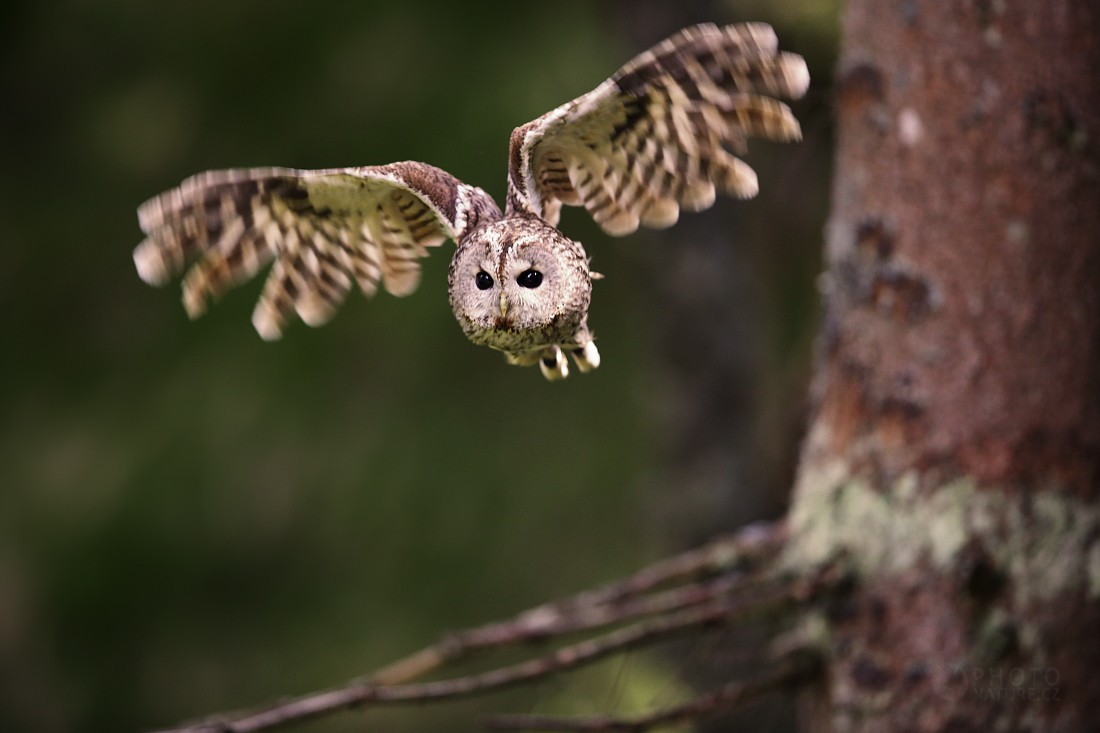 The Tawny Owl 