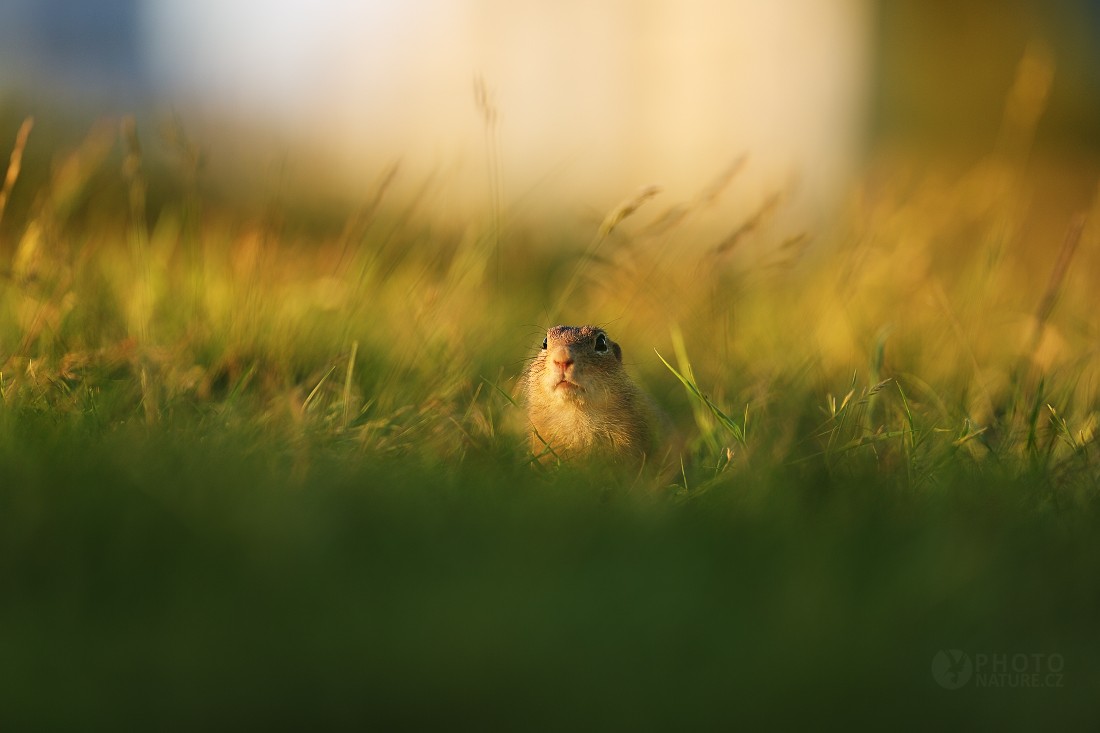 European ground squirrel