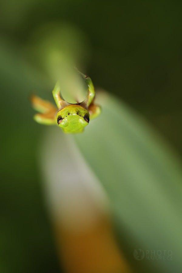 European tree frog