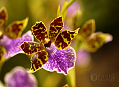 Fata Morgana, království orchidejí