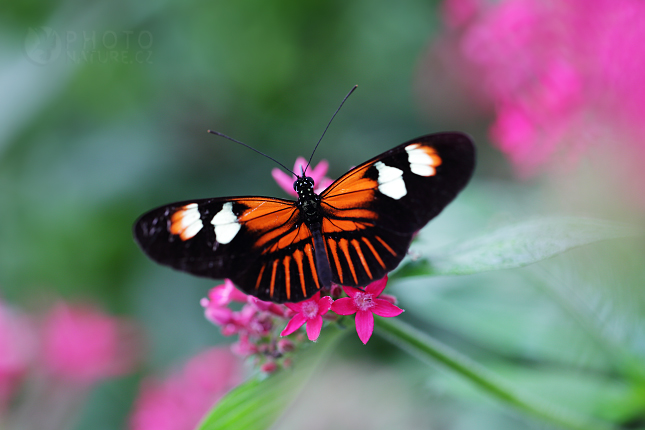 Heliconius melpomene