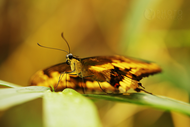 Papilio thoas