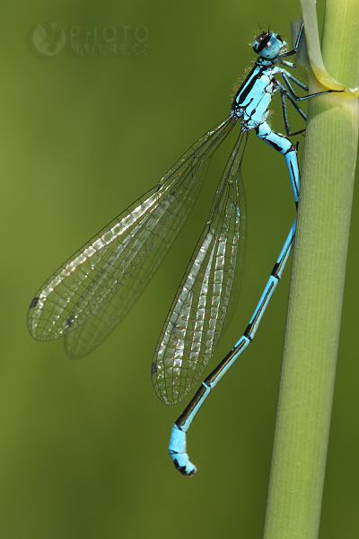 Šidélko páskované (Coenagrion puella), Česká Republika