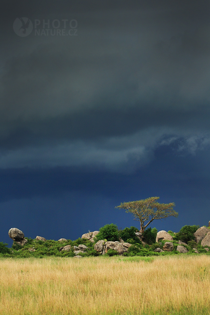 Serengeti plains