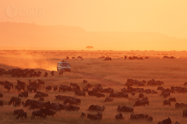 African Landscape, Masai Mara