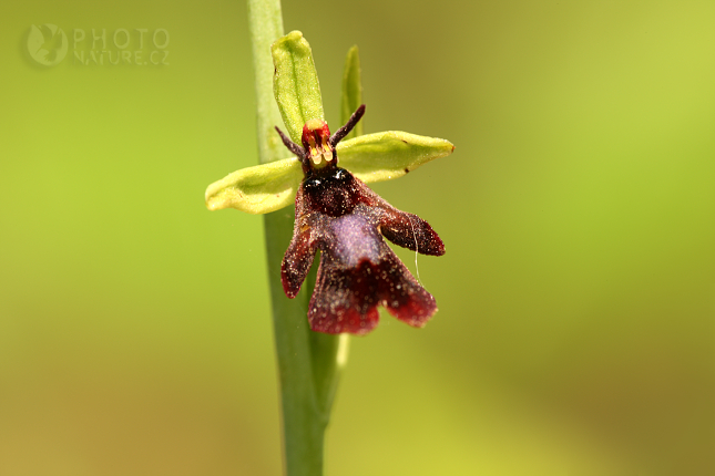 Tořič hmyzonosný (Ophrys insectifera), Česko